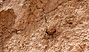 CLAY FILL CC.jpg