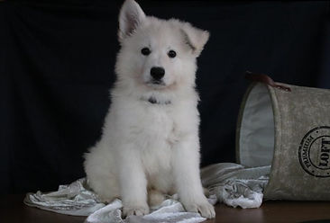 WhatsApp Image 2020-11-03 at 20.58.58.jp