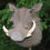 Thumbnail: Warthog