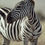 Thumbnail: Zebra
