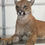 Thumbnail: Cougar