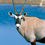 Thumbnail: Gemsbok