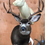 Thumbnail: Deer
