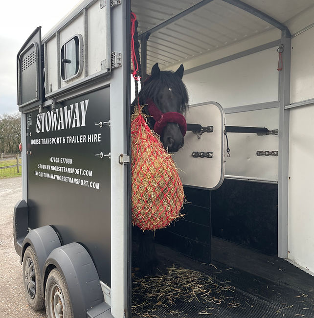 Black Pony in Trailer.jpeg