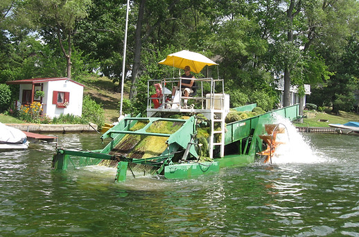 Harvest Thompson (3).JPG