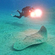 or mantelina, Gymnura altavela, raya in Tenerife