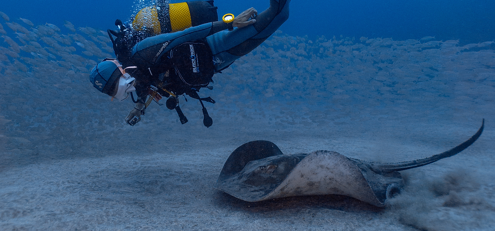 Untitled design (7).png