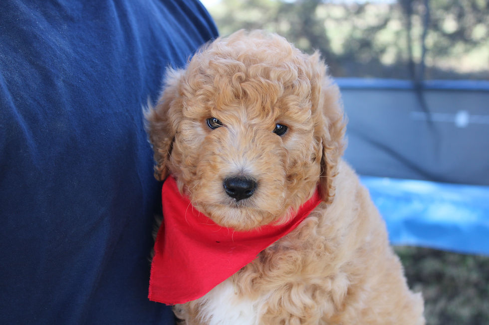 8 Weeks