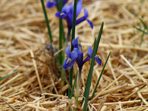 15 Ways To Celebrate Spring