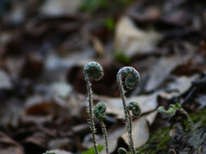 Treasures From The Forest