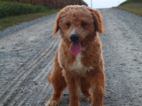 Meet Tucker