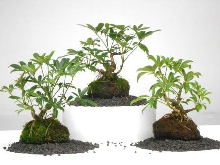 liriodendron tulipifera bonsai Buy Tulip Poplar Tree- Plants & Trees Online