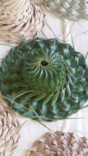 cactus plant soil Premium Cacti & Succulent Blend  Soil Ninja