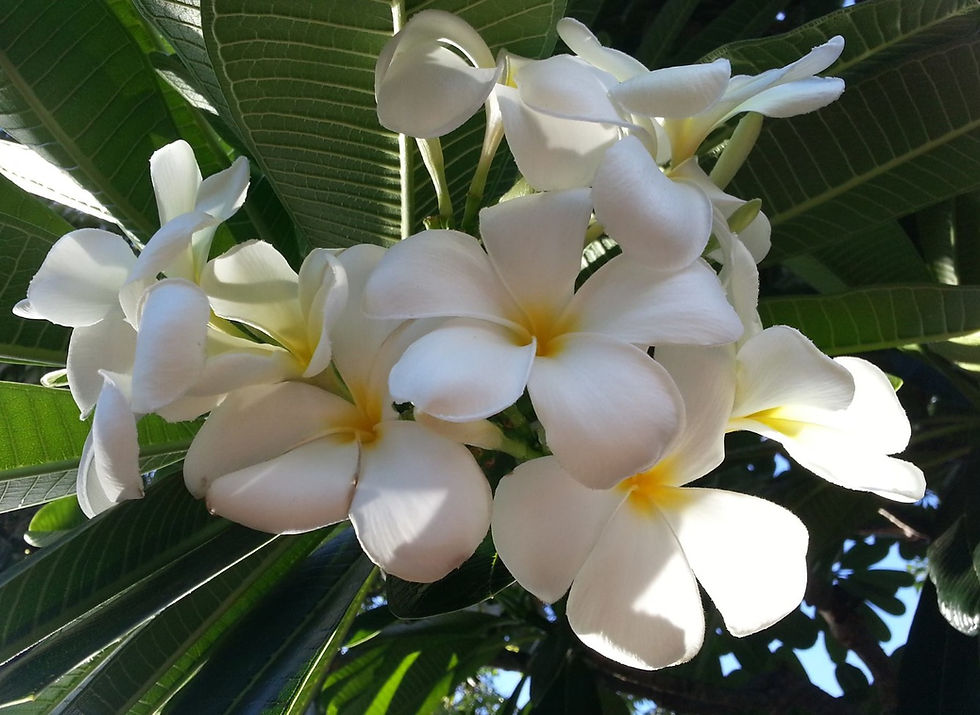 Thumbnail: Singapore (Non-deciduous)