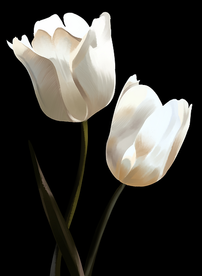 daise flowers1 lowerres.png