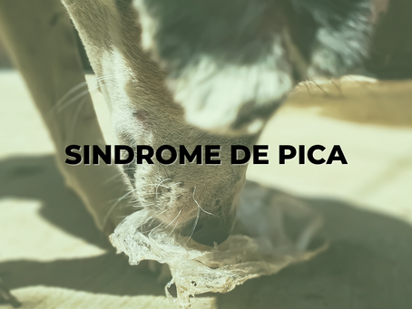 SINDROME DE PICA CÃES E GATOS