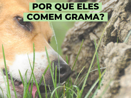 POR QUE OS ANIMAIS COMEM GRAMA?