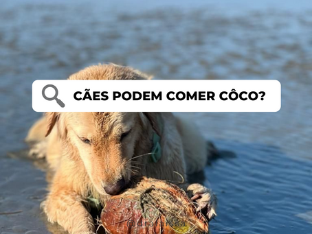 CÃES PODEM COMER CÔCO?