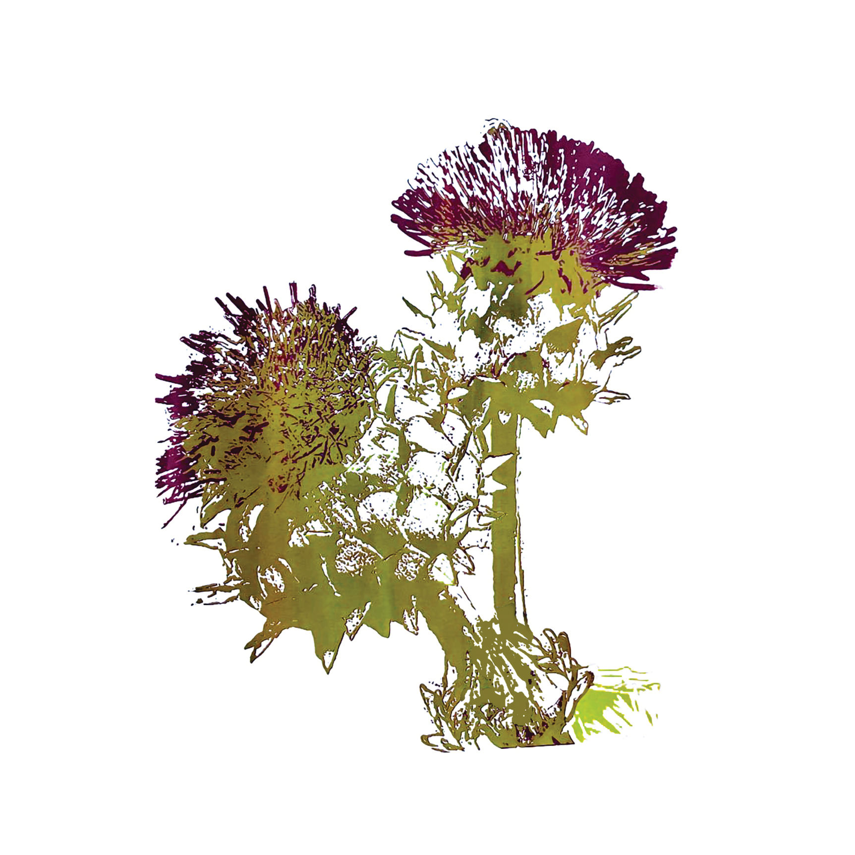 Carte de souhaits sans texte