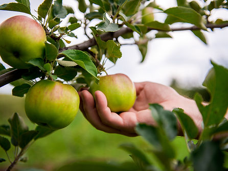 Fruit Tree Care
