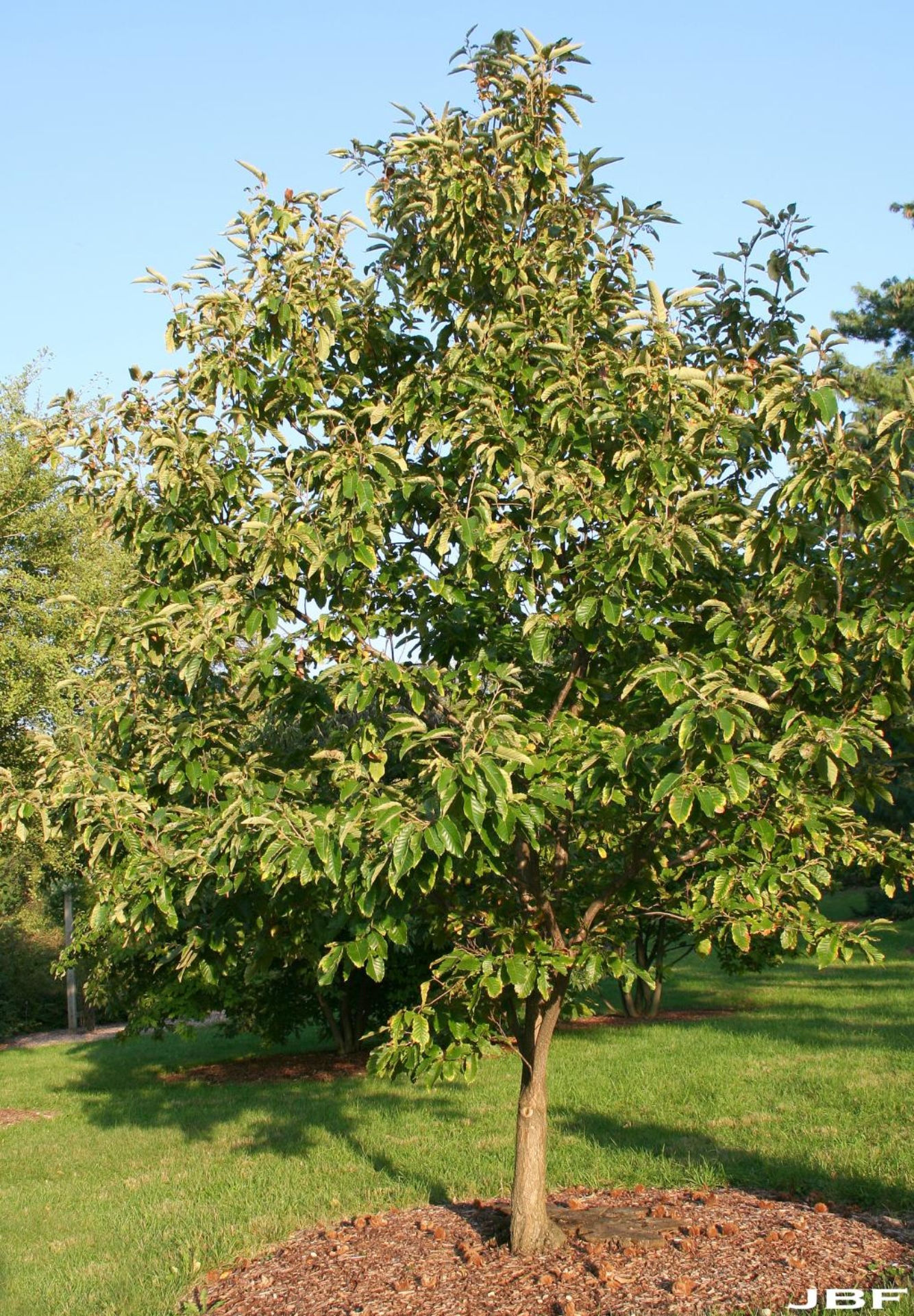 Chinese Chestnut