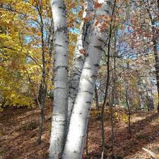 Paperbark Birch Tree