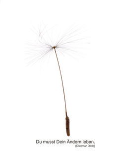 Pusteblume-einzeln-Bild1.jpg