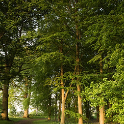 Badbury Clump low res.jpg