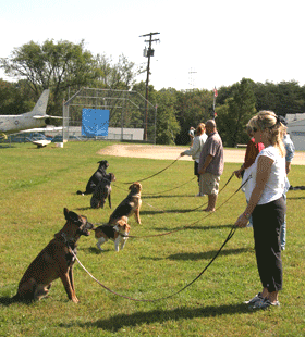 dog-obedience-training