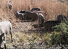 Warthog Family, Small Warthog, Gauteng