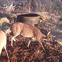 Gauteng Bow Hunting Farm