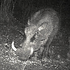 Gauteng Warthog Hunting