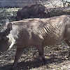 Gauteng Warthog Hunting