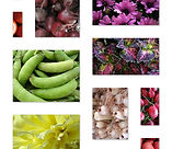 FARMERS MARKET COLLAGE