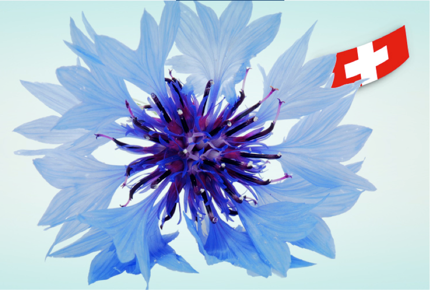 CORNFLOWER