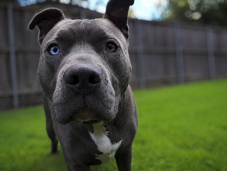 Caring for Alpha Dogs During Boarding: How We Keep Every Dog Safe and Happy.