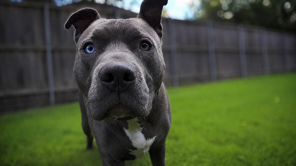 Caring for Alpha Dogs During Boarding: How We Keep Every Dog Safe and Happy.