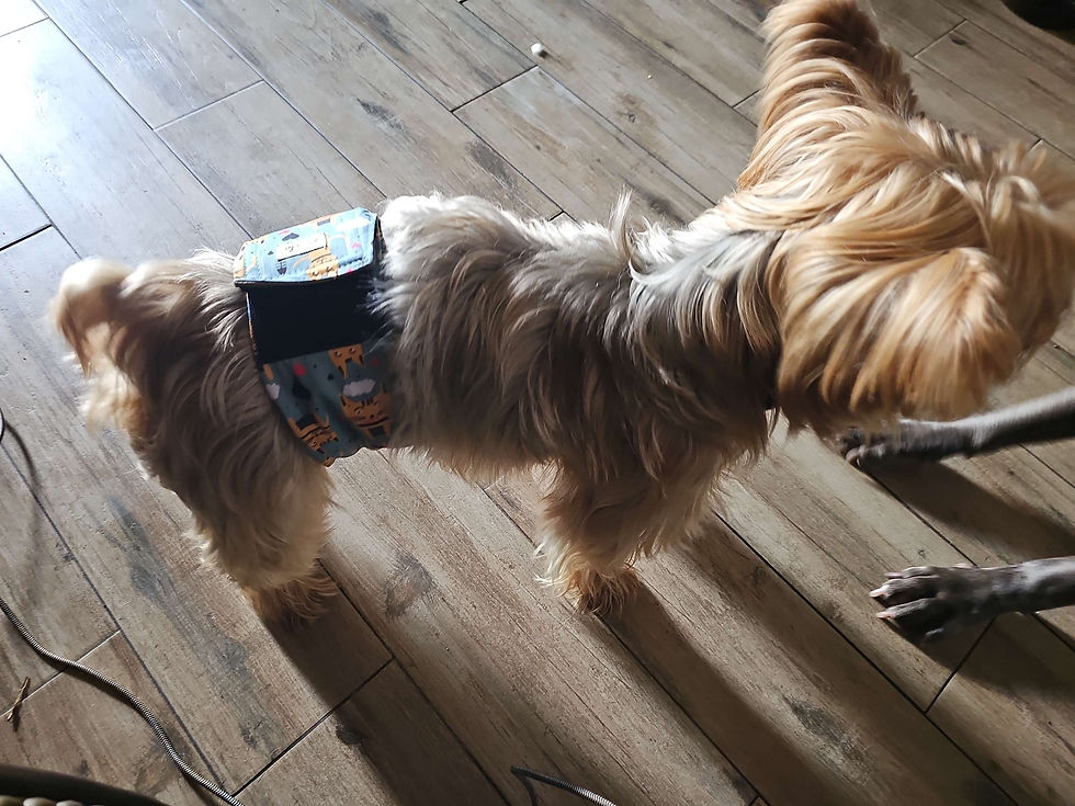 The importance of getting your dog sprayed or neutered.