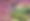 Cherry Tree_edited.jpg