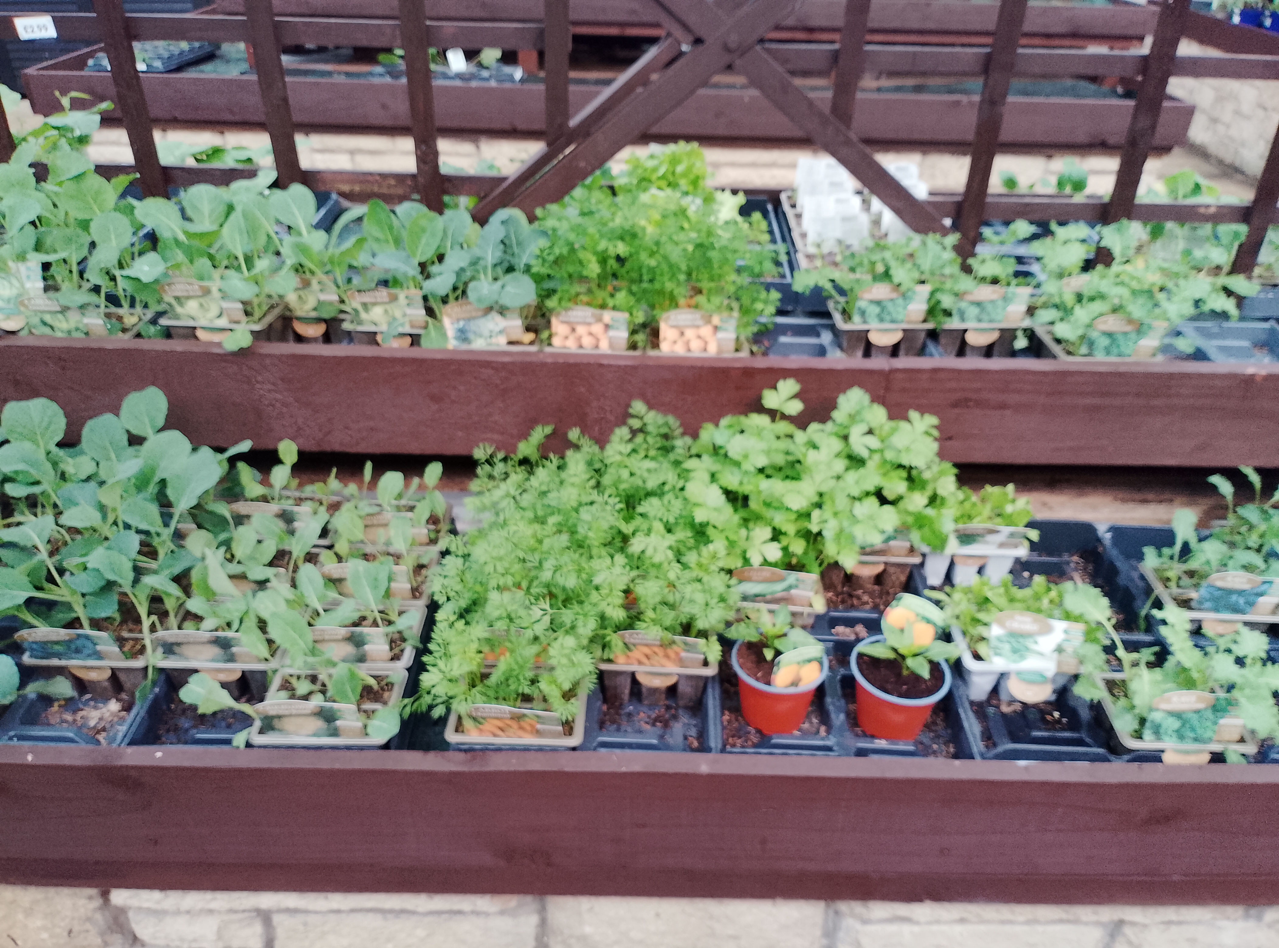 Our Veg patch