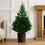 Thumbnail: 6ft Glenside Fir