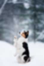 DSC_8415fb.jpg
