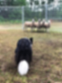 summerherding.jpg