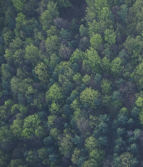 Wald