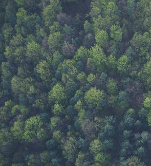 Wald 