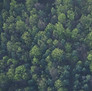 Bosque