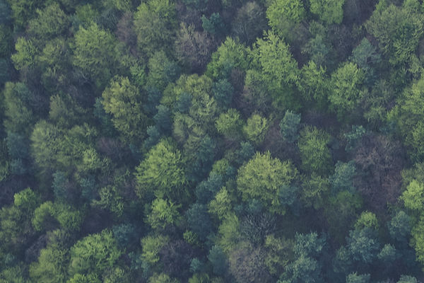 Drone Forest