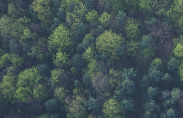 Die Natur ist unser Weg zur Heilung