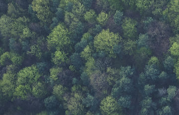 Die Natur ist unser Weg zur Heilung