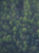 Forêt